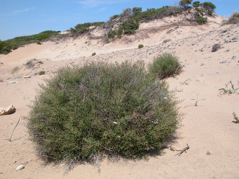 Limonium dune Piscinas